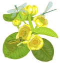 Yellow water Lily flowers and leaves, nuphar lutea,dragonflies and frogs Royalty Free Stock Photo